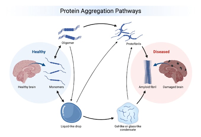 create medical and scientific illustrations, figures, pathways, flowcharts