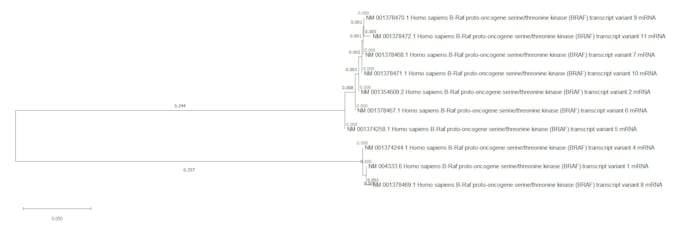 provide best phylogenetic analysis of species with basic writeup