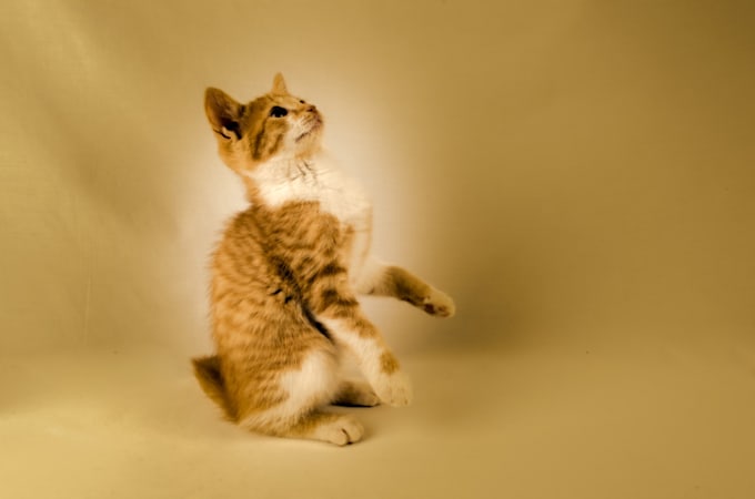 give your pet a reconnective healing session