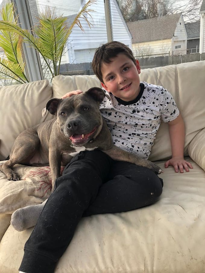 write your blog post or article about dogs