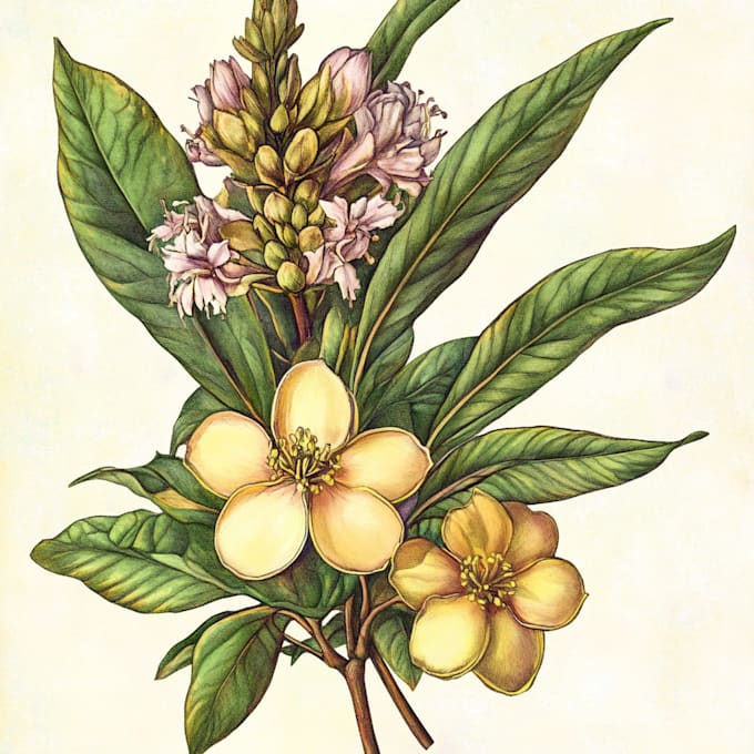 paint watercolour botanical illustrations