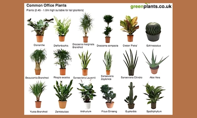 build indoor plant website flower website plant shopify store florist website