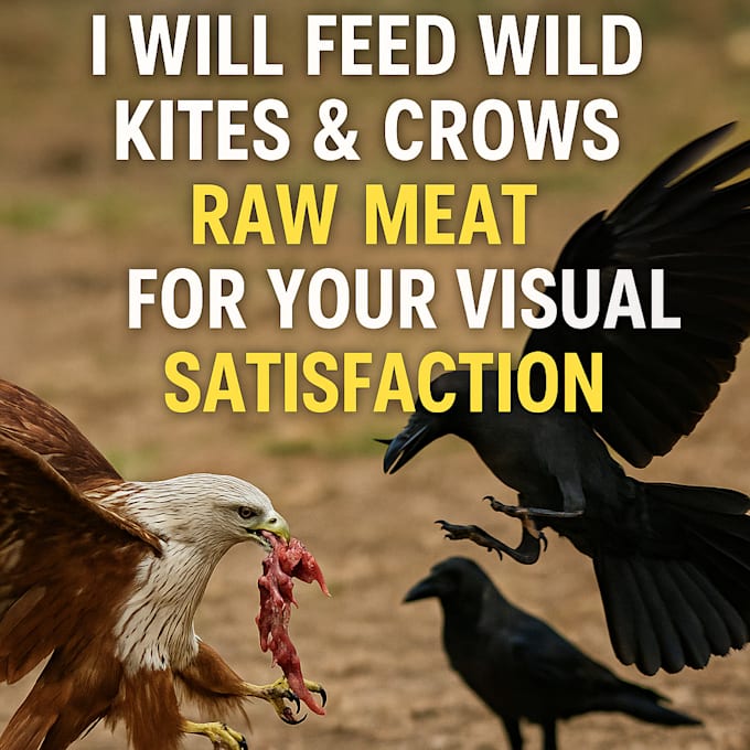 feed wild kites and crows raw meat for your visual satisfaction