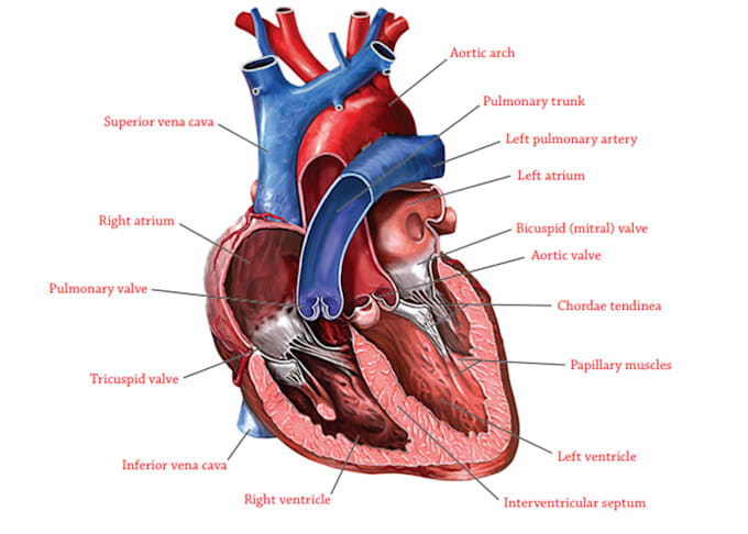 draw anatomical, medical and scientific illustrations