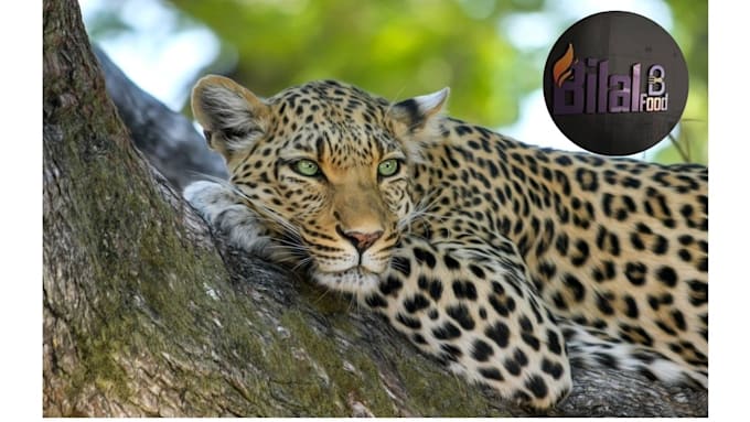 create animals wallpaper, posters, and prints