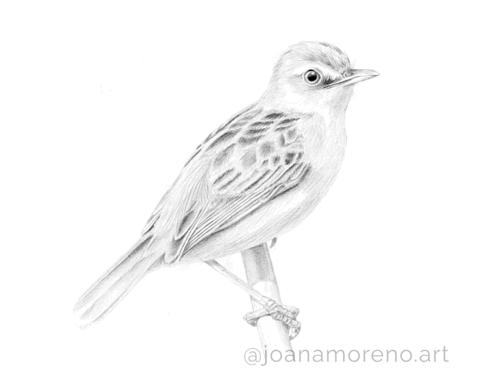 draw realistic illustrations of animals and nature
