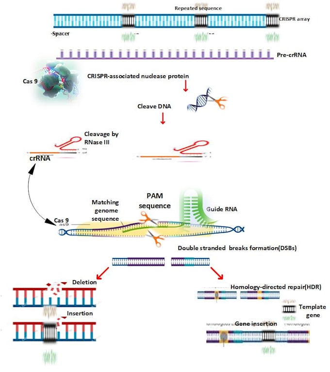 do scientific writing, modeling and editing