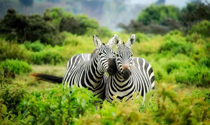 help plan your unforgettable safari tour to kenya