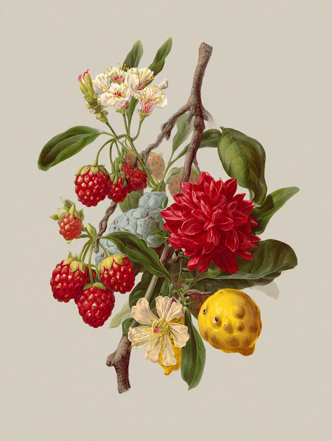create insects, animals and botanical illustrations
