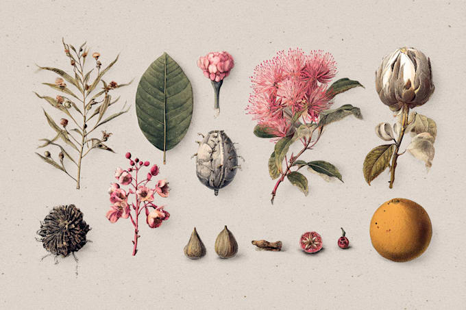 create a beautiful vintage botanical illustration