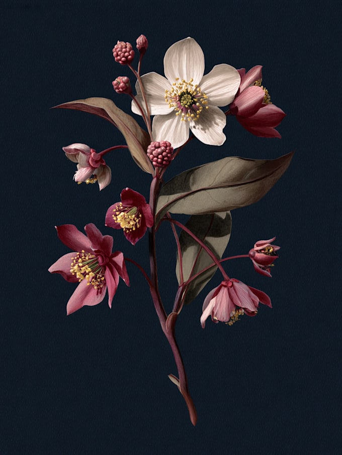 do an beautiful vintage botanical illustration