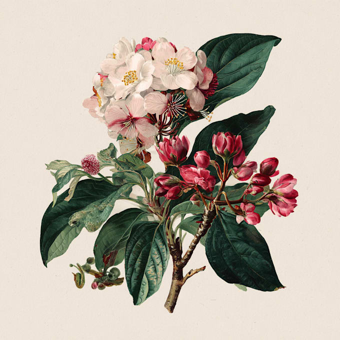create a beautiful vintage botanical illustration poster