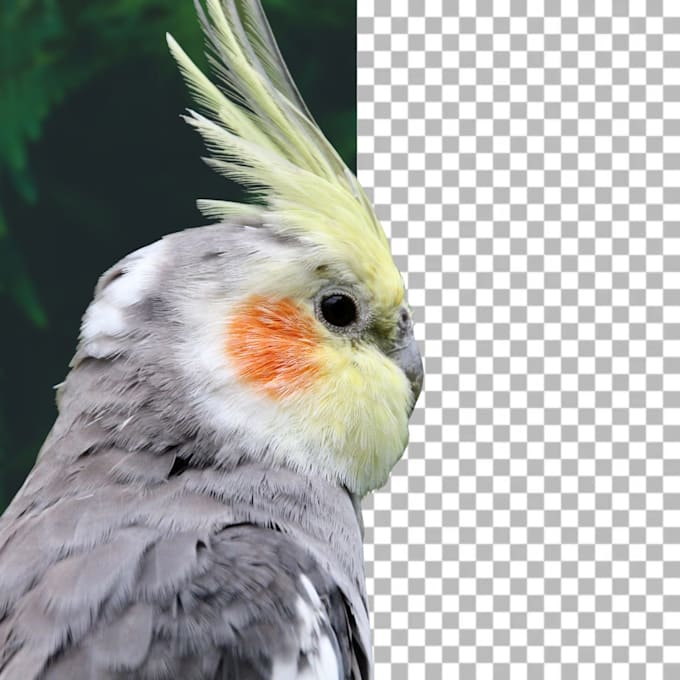 precise background removal, photo editing, and image cutout