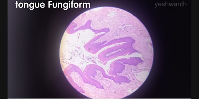 be providing histology slides for medical students