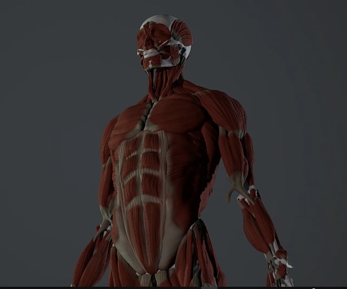 3d realistic human character, low poly, high poly model, rigged human design