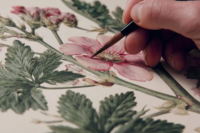 illustrate best botanical illustration