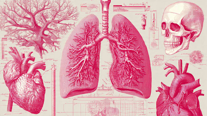draw anatomy and medical vector illustration