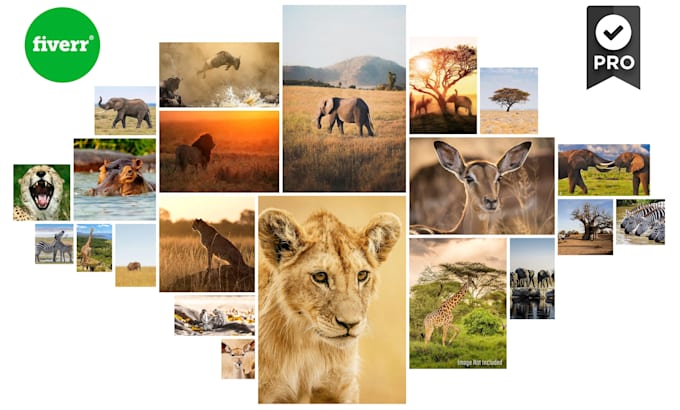 design a creative photo collage from your photos in 24 hours