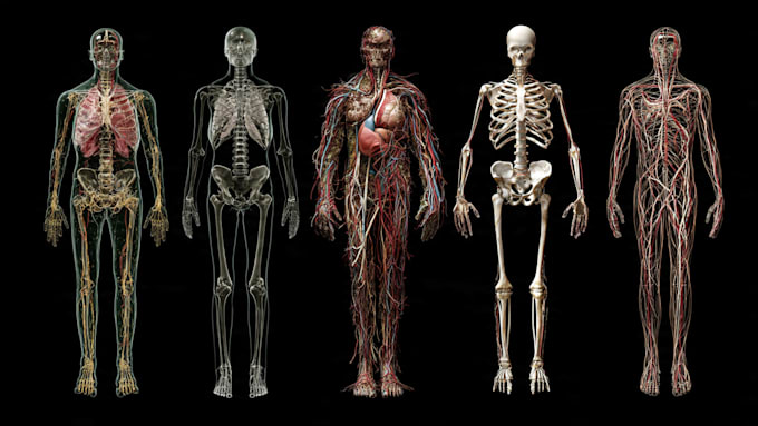 draw anatomy and medical vector illustration