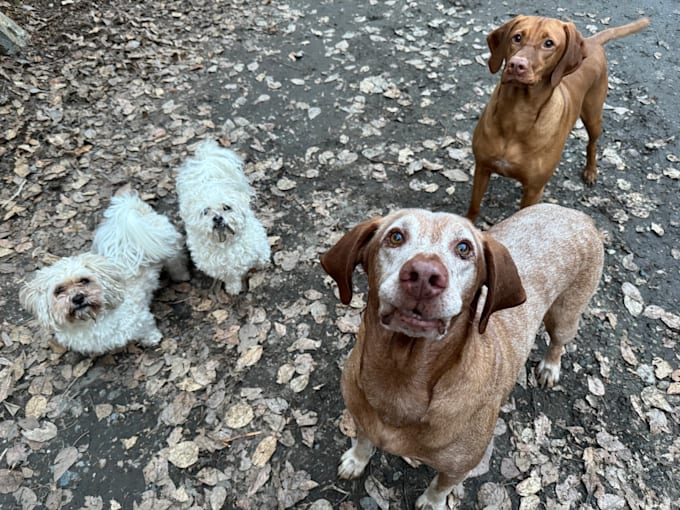 create pet ugc content for cats and dogs