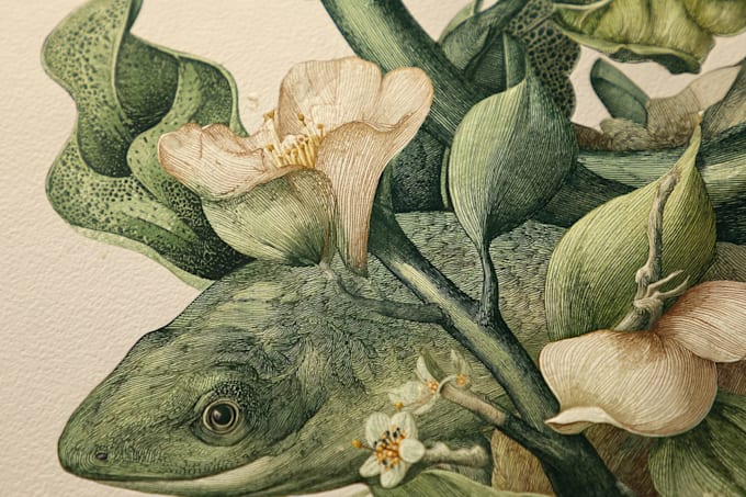 illustrate best botanical illustration