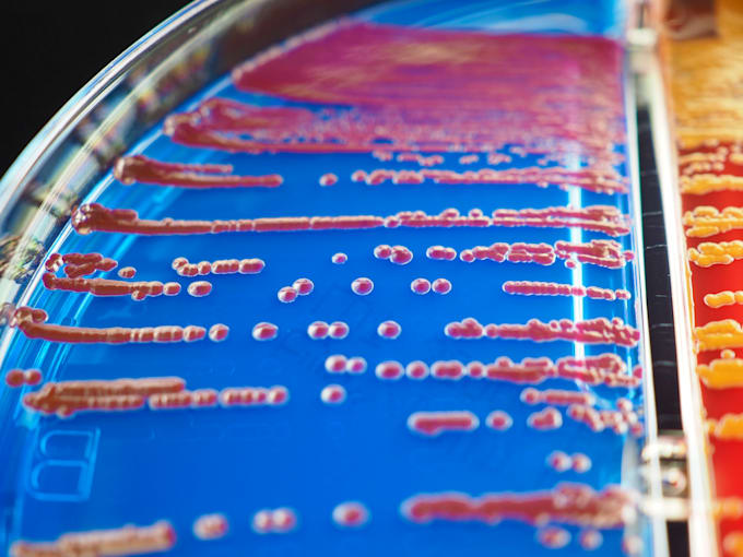 write biology and microbiology educational content