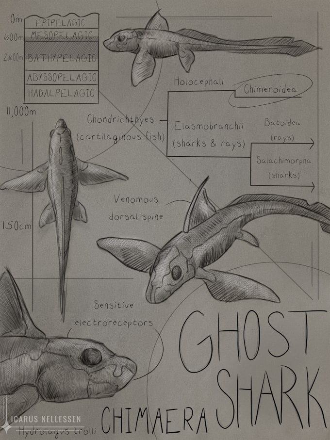 create an educational infographic for wildlife