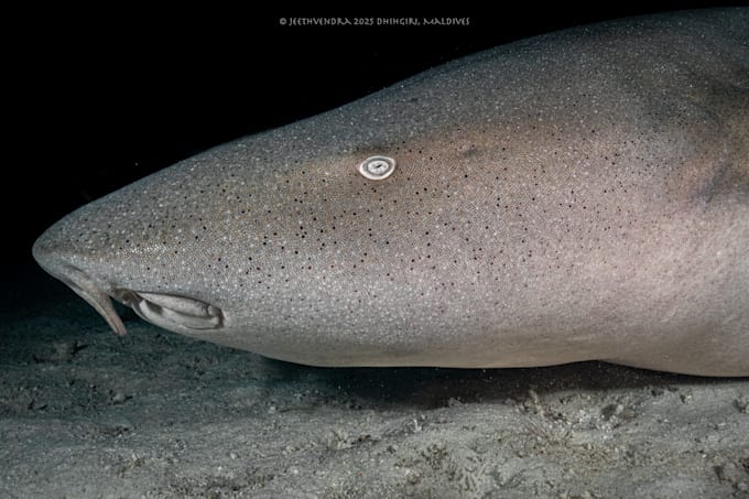 fix your underwater photos