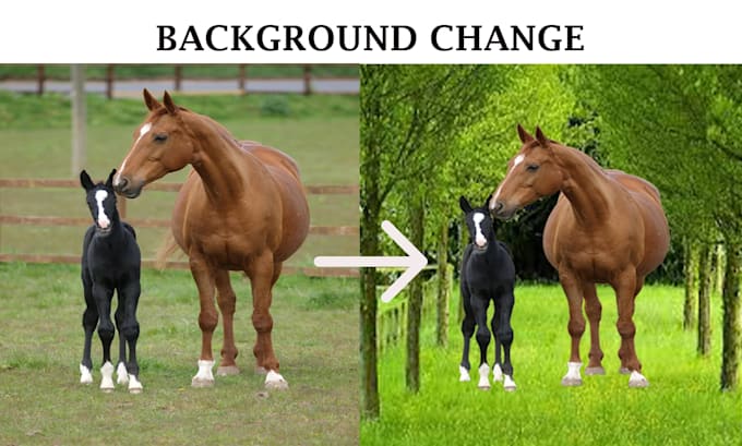 do professional background change and photo editing