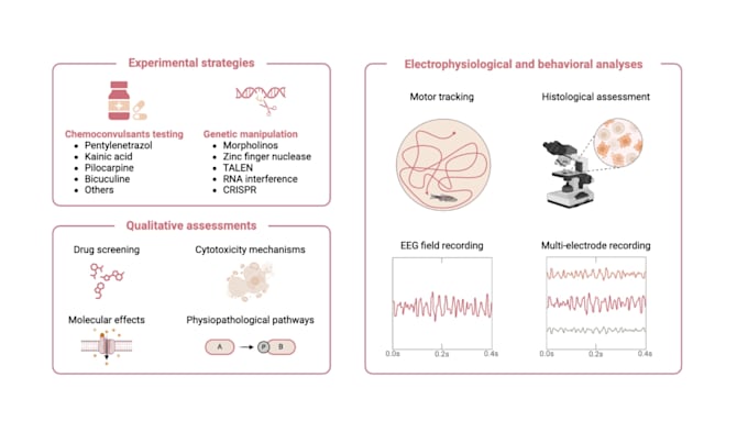 design scientific illustration, scientific figure, and graphical abstracts