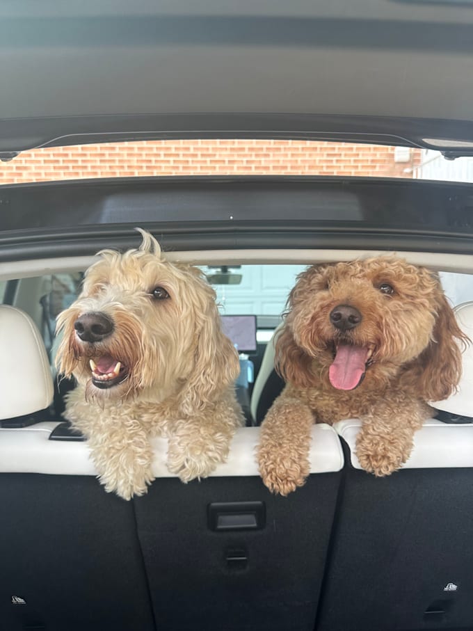 create authentic pet ugc videos for your brand