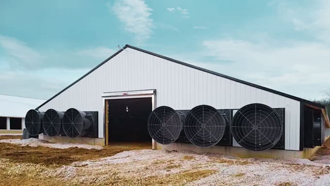 Do 3d poultry design, poultry farm, broiler farm, layer farm, birds ...
