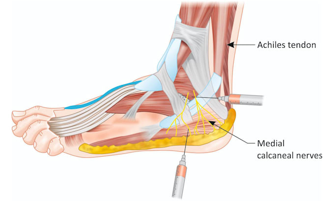 create detailed medical and anatomical illustrations