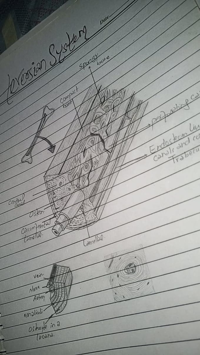 handwritten assignments for school and university