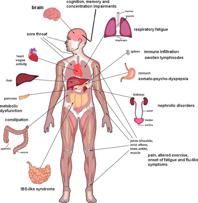 draw surgical, anatomical, or biological 2d illustrations