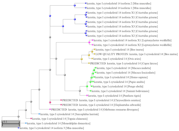 perform phylogenetic tree analysis and evolutionary study