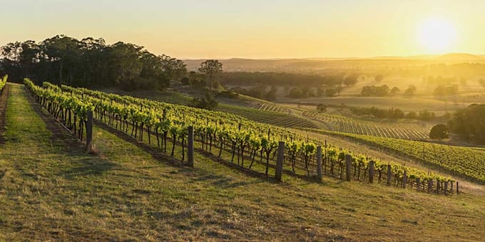 discuss about worldwide wines