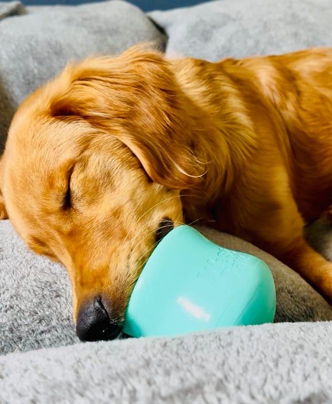 create high quality pet videos for social media and ads