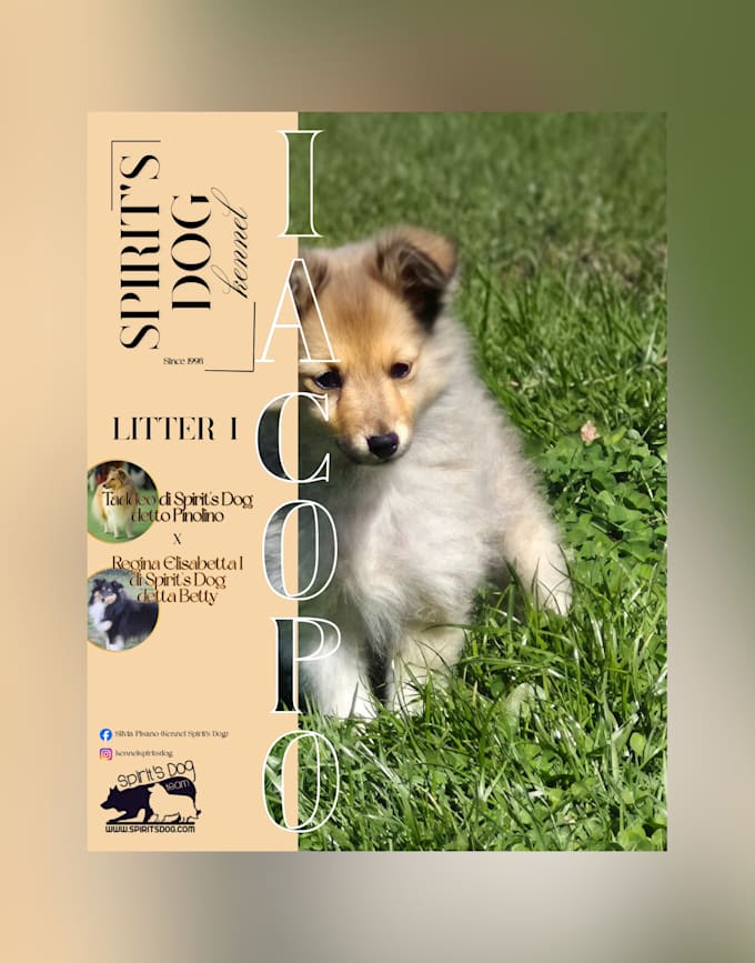 provide professional stud flyers, litter announcement or kennel leaflets