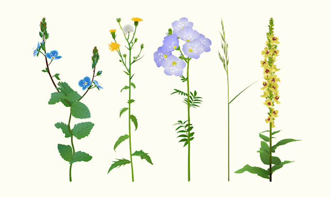 create detailed realistic botanical vector illustrations