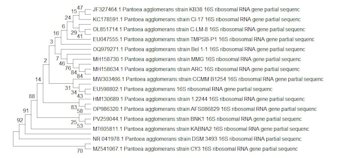 create phylogenetic trees using mega, r, or bioinformatics tools
