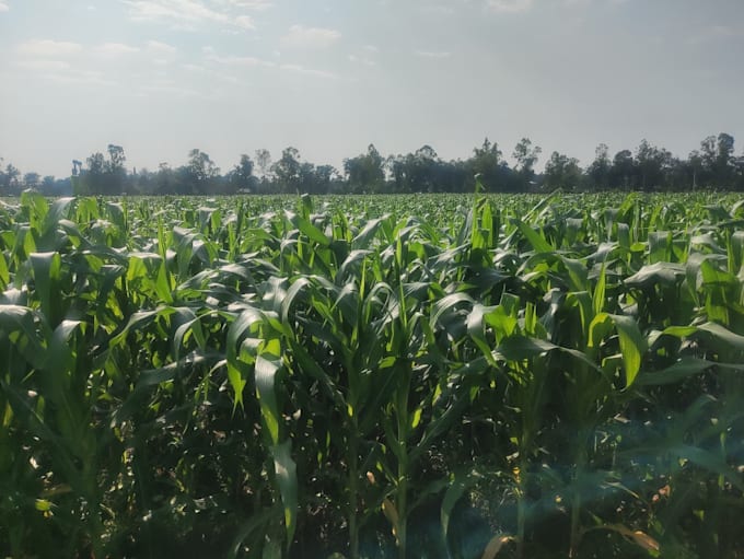 provide expert crop consultancy and farming solutions