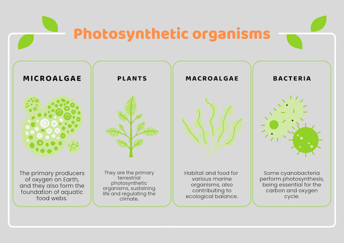 design modern educational or science presentation slides in canva