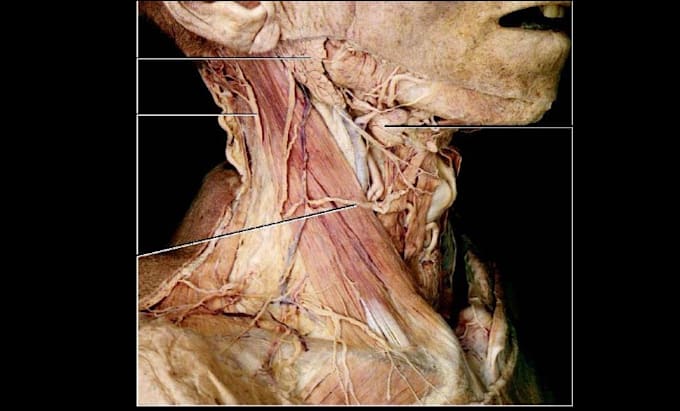 teach you anatomy spotters using real cadaveric images