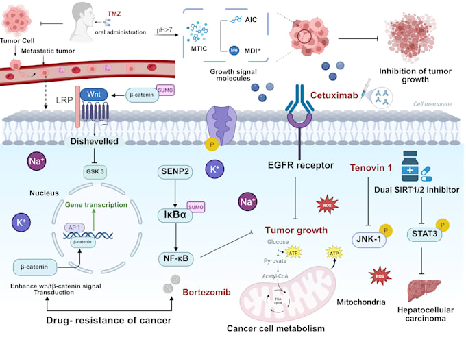 design your scientific illustrations on biorender