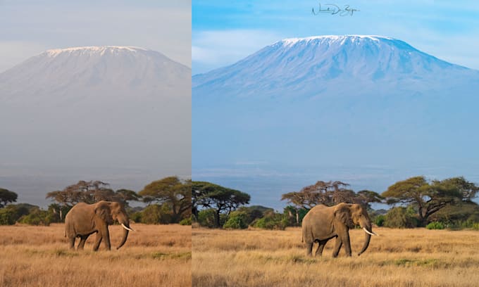 edit and color correct wildlife photos