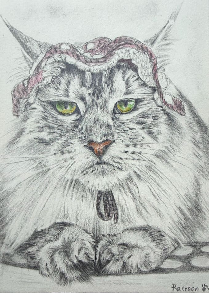 portrait pet illustration cat custom drawing pencil drawing