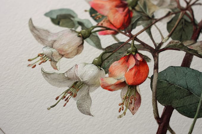 illustrate best botanical illustration