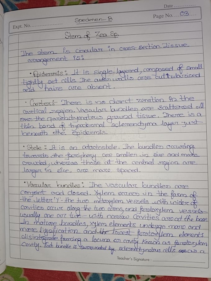 do beautiful handwriting notes assignments