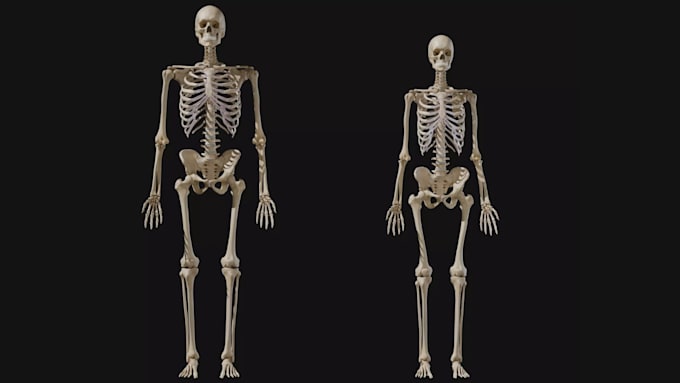 sculpt realistic 3d printable bones, skeletons, skulls, characters